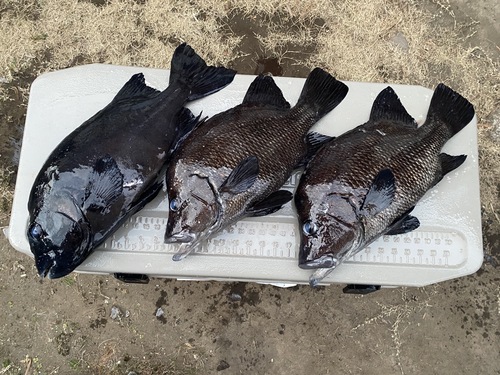 神経〆鮮魚BOX3入約7.7kg(銛突)