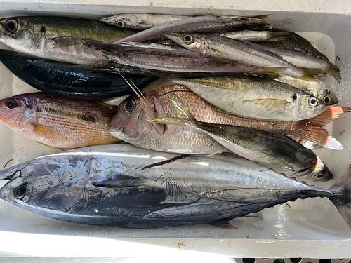 鮮魚BOX約6.3kg(定置)