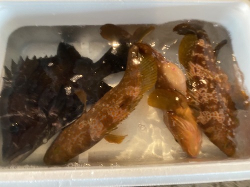 活鮮魚BOX4入約3.6kg(釣)