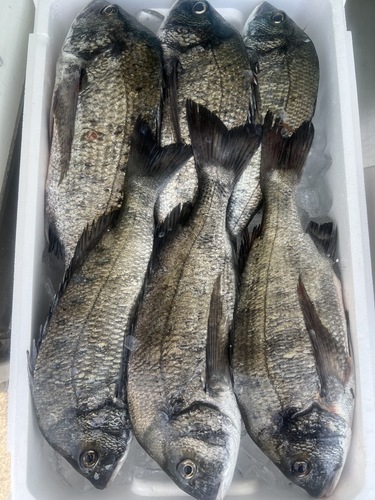 クロダイ6入約4.8kg(定置)
