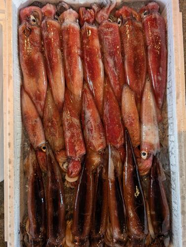 鮮魚BOX21入約4.3kg(釣)