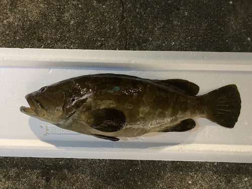 神経〆クエ1入約3.2kg(銛突)