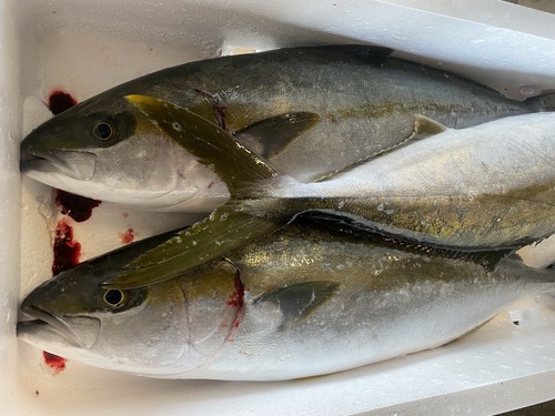活〆ヒラマサ3入約7.6kg(定置)