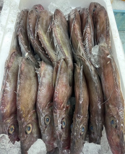 マトウダイ3/5入2k台約2kg