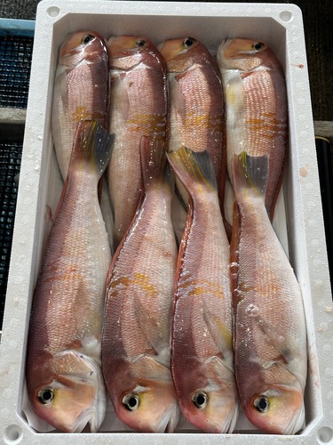 アカアマダイ8入約5.4kg(釣)