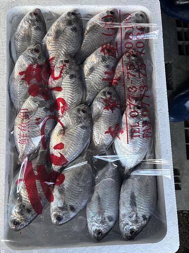 イボダイ16ー17入約2kg(定置)