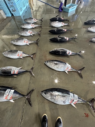 メジマグロ約16kg(定置)