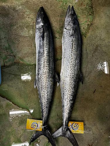 活〆サワラ2入約5.2kg(釣)