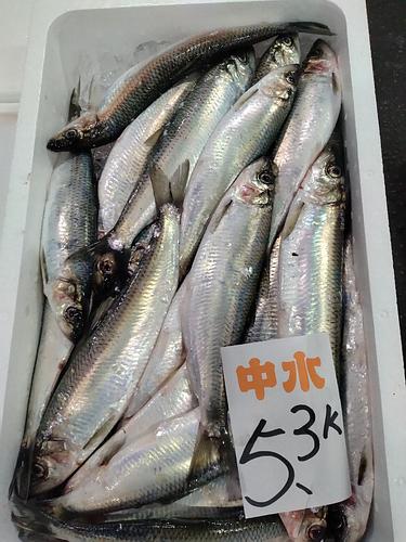 ニシン16尾前後約5.3kg(定置)