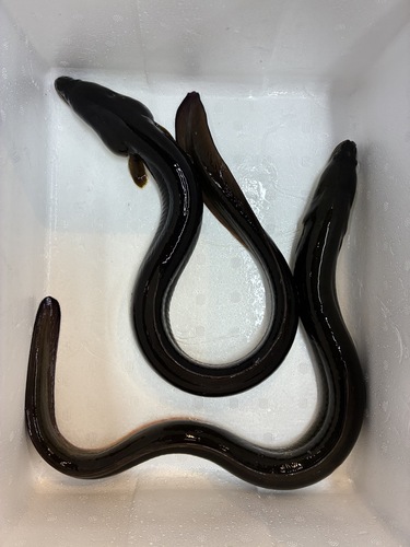 活ウナギ2入約0.74kg