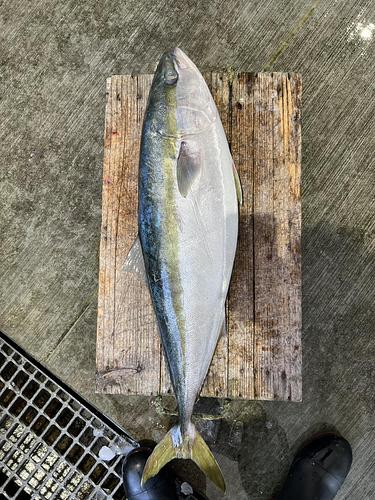 活〆ワラサ10-13キロ台2入約11.5kg