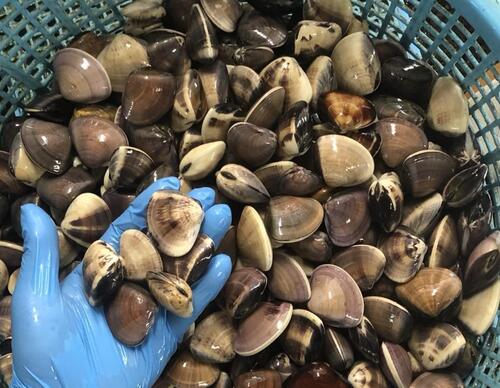 ハマグリゼンナ約10〜30gサイズ約4kg(沿岸)