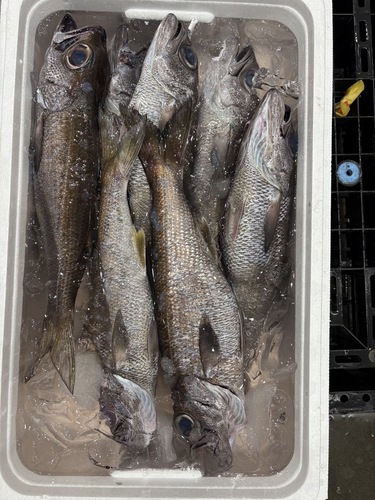 クロムツ5入約4.6kg
