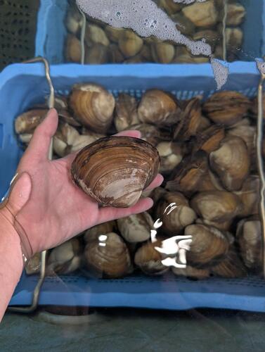 ホッキ貝20-25玉約5kg(沿岸)