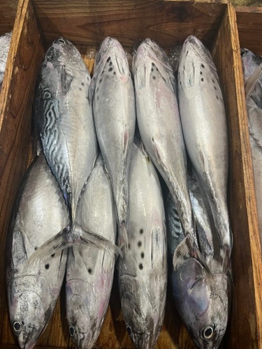 ヤイトガツオ4入約6.5kg(釣)
