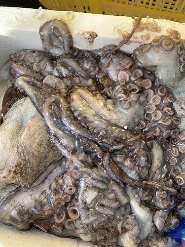 マダコ約7kg(沿岸)