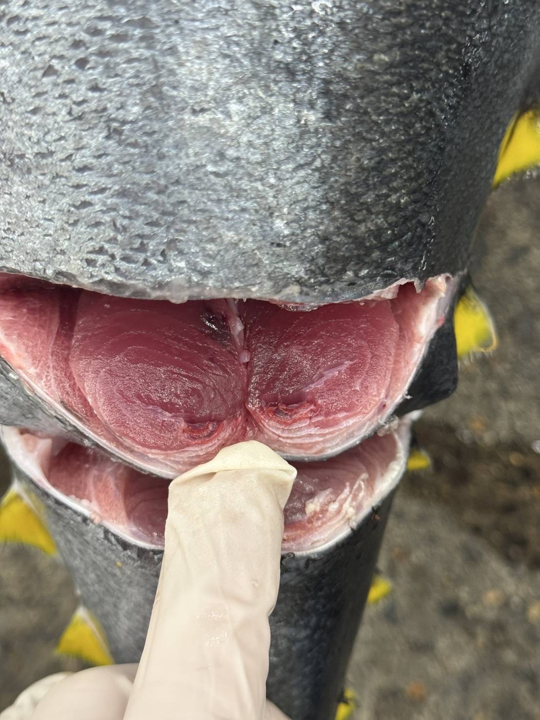 ミナミマグロ延縄オーストラリア産天然南鮪 解体ショー用1入約25kg(延縄)【業務用の鮮魚仕入れならウーオ】