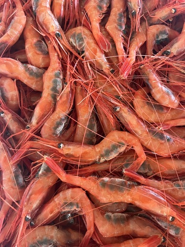 甘エビ子持ち約3.5kg(底曳)