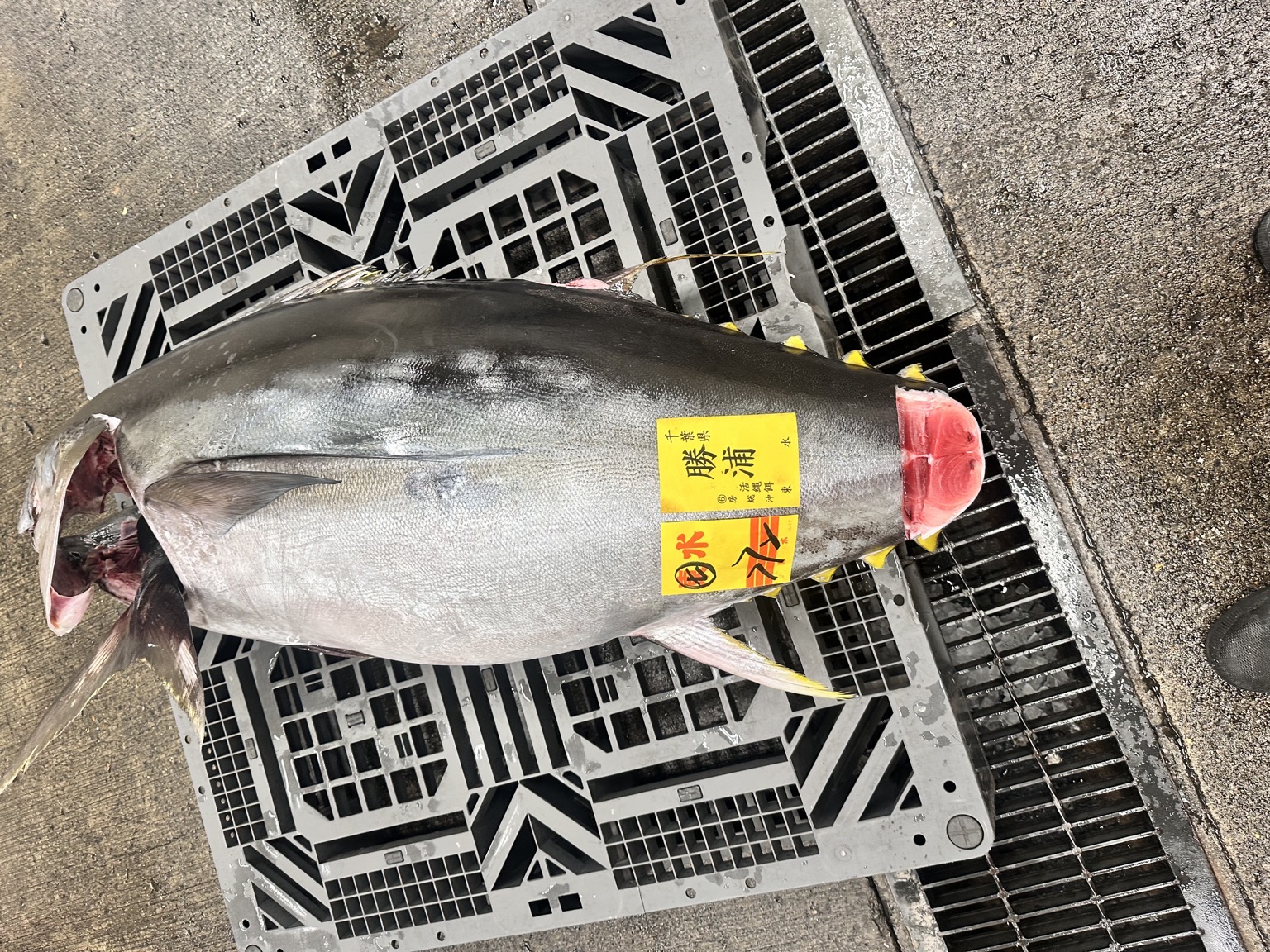 メバチマグロ勝浦産生バチ背かみ①1入約4kg(延縄)【業務用の鮮魚仕入れならウーオ】
