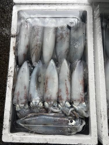 アオリイカ(定置)