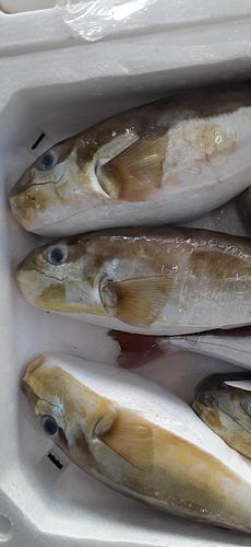 シロサバフグ20入約8.9kg(底曳)
