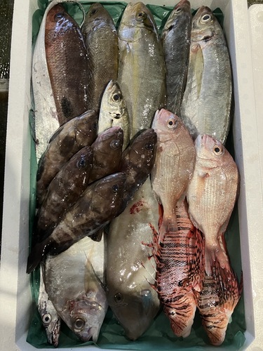 鮮魚BOX約5kg