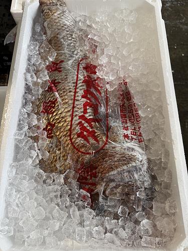 活〆マダイ６㌔前後1入約5.6kg(底曳)