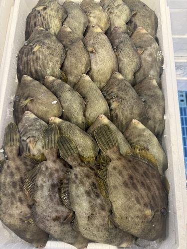 本カワハギ(定置)