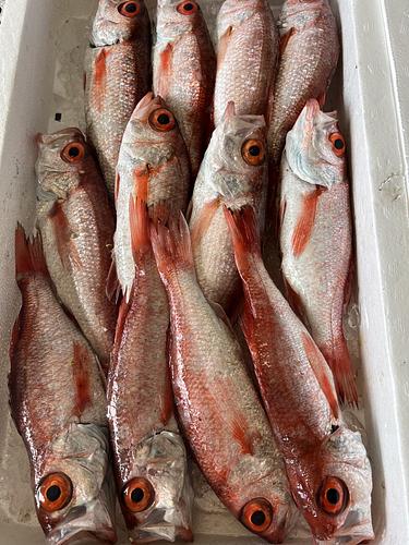ノドグロ(アカムツ)揃い、色目良し12入約2.6kg(底曳)