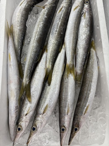 アカカマス10入約2kg(定置)