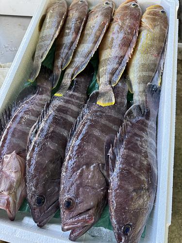 活〆鮮魚BOX9入約4.5kg(釣)