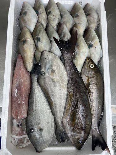 鮮魚BOX約4.3kg(定置)