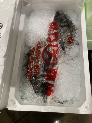 クロダイ2入約4kg