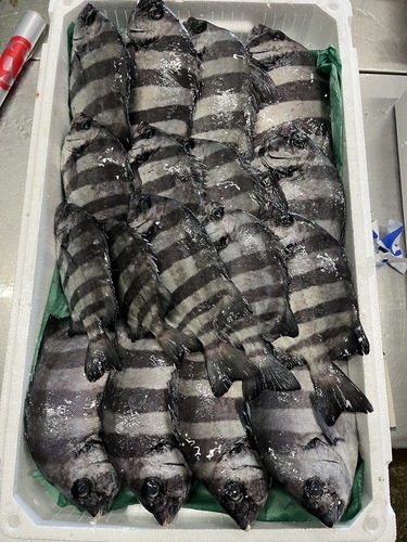 イシダイ17入約5kg(定置)
