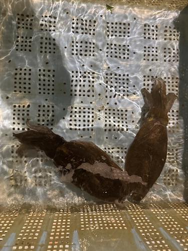 アオリイカバラ4入約3.3kg(沿岸)