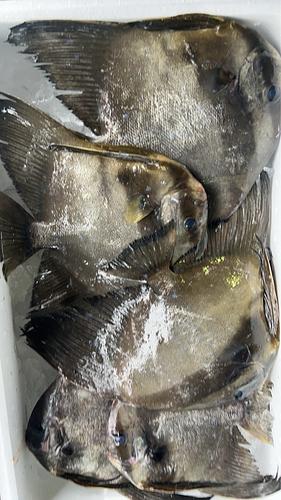 ツバメウオ5入約2.6kg(定置)