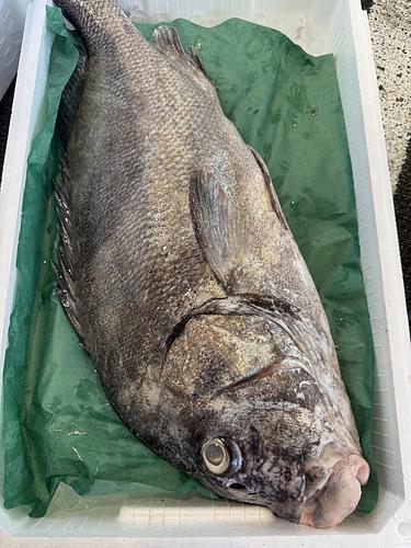 コショウダイ1入約5kg(底曳)