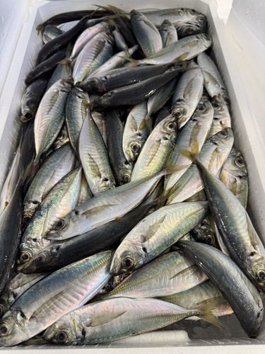 豆アジ６０〜１００g約7kg(定置)