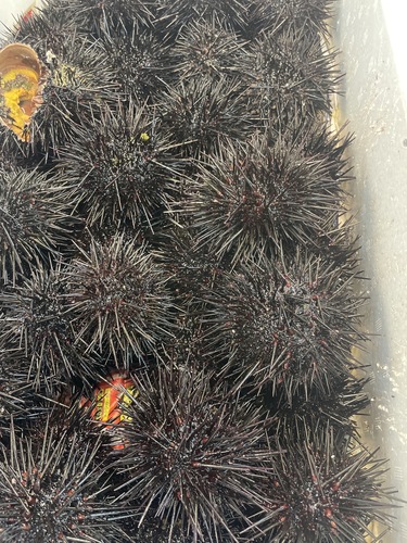 キタムラサキウニ（殻付き）30入約3kg(沿岸)
