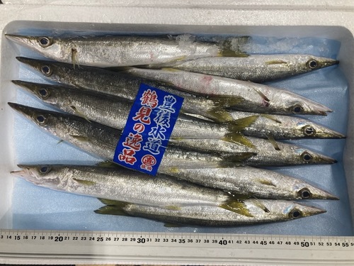カマス20入約3kg(定置)