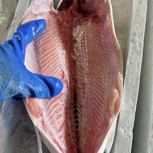 活〆サケ（時不知）3kg/1入約3kg(沿岸)