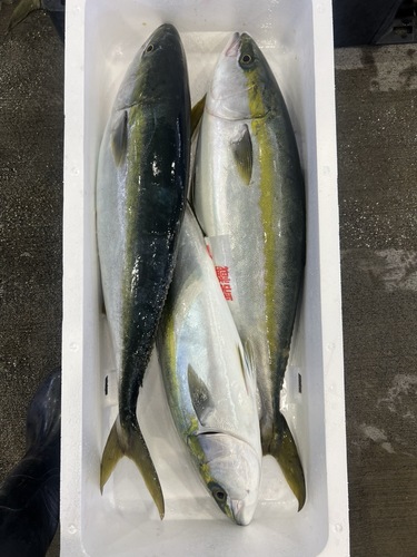 ハマチ約8/10k3入約8.5kg(釣)【業務用の鮮魚仕入れならウーオ】