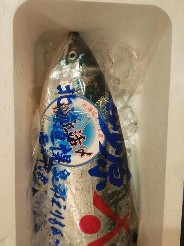 活〆サケ（時不知）(定置)