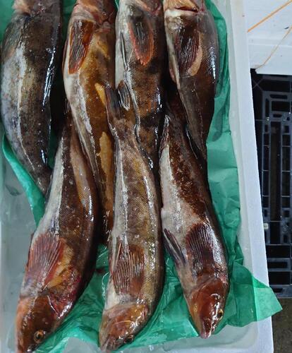 活〆アイナメ7入約4.3kg(沿岸)