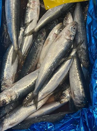 マイワシ40-43入約4kg(定置)