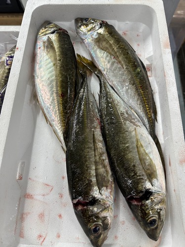 活〆平アジ5入約2kg(定置)