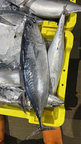 ソウダカツオ(小網)