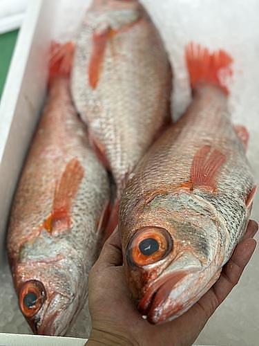 ノドグロ(アカムツ)1入1.6kg1入約1.6kg