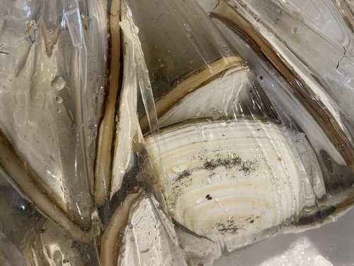 シロガイ大約5kg(沿岸)