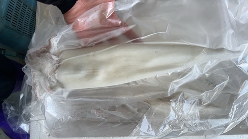 ケンサキイカ(冷凍)300〜350g15入約4.8kg(底曳)